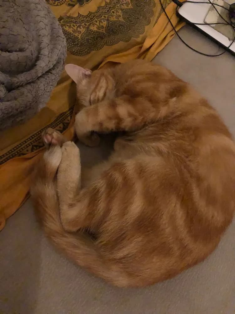 Profil de Maximilien, 24 ans, Rencontre Libertine à Kriegstetten (Soleure)