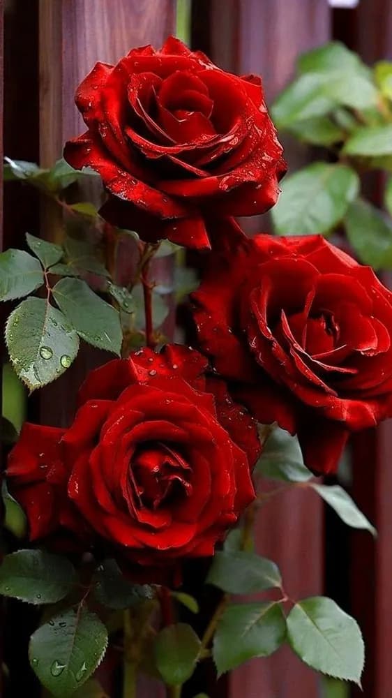 Profil de Hadriel, 39 ans, Rencontre Libertine à Erde (Valais)