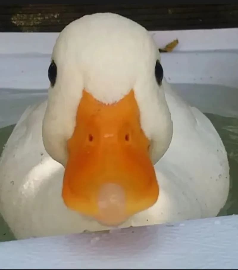 Profil de Adriel, 33 ans, Rencontre Libertine à Kippel (Valais)