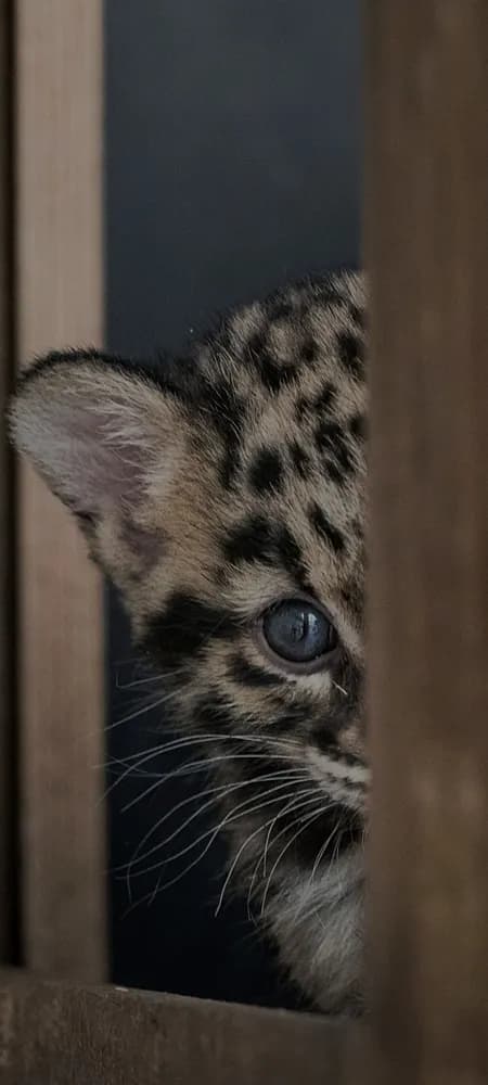 Profil de Curtis, 37 ans, Rencontre Libertine à Birgisch (Valais)